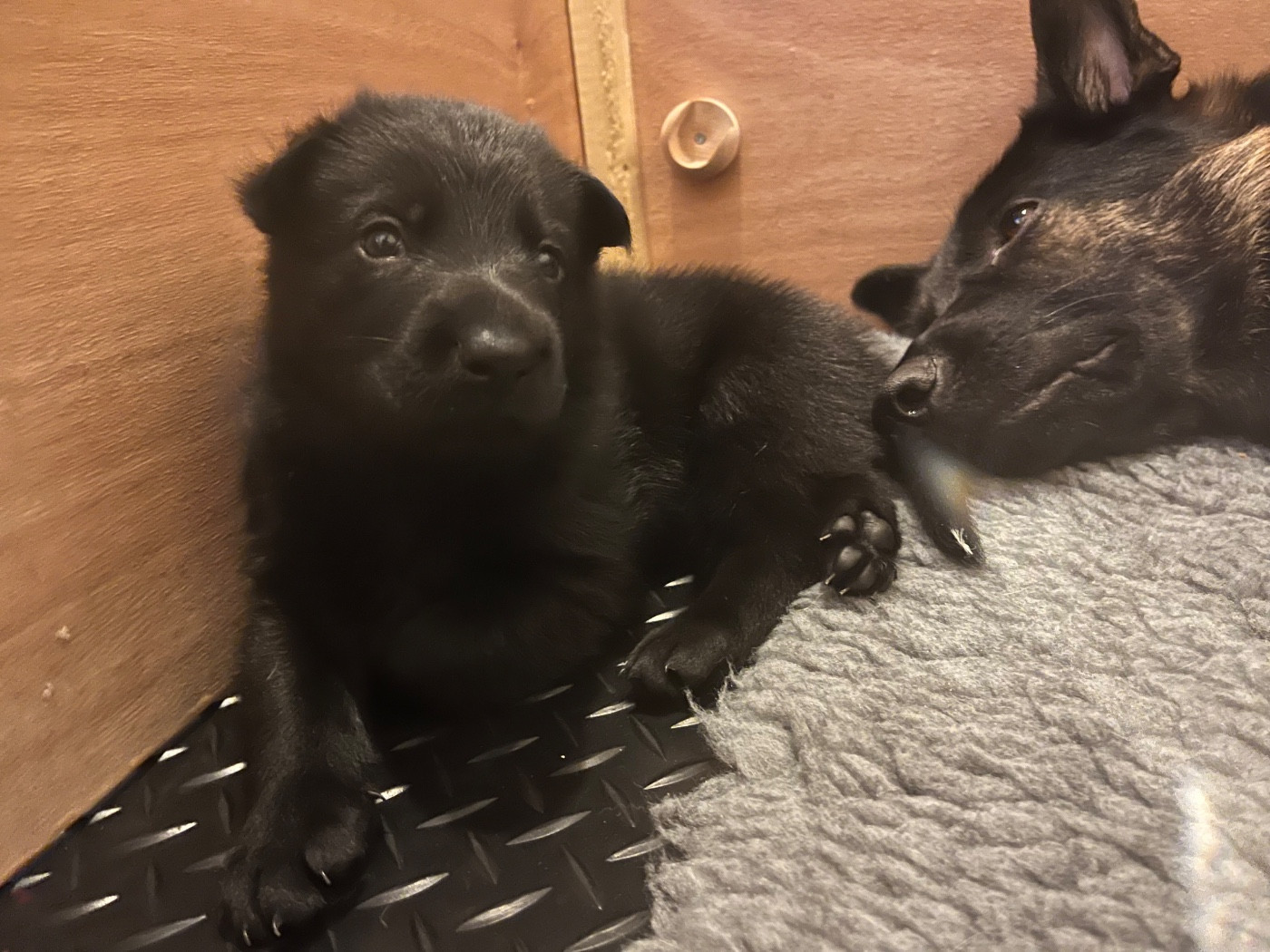 De La Vallée De Galina - Chiots disponibles - Berger Allemand