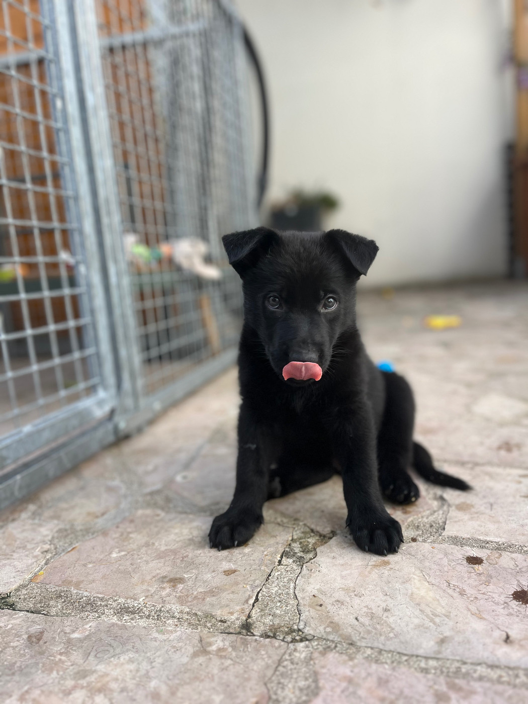 De La Vallée De Galina - Chiots disponibles - Berger Allemand