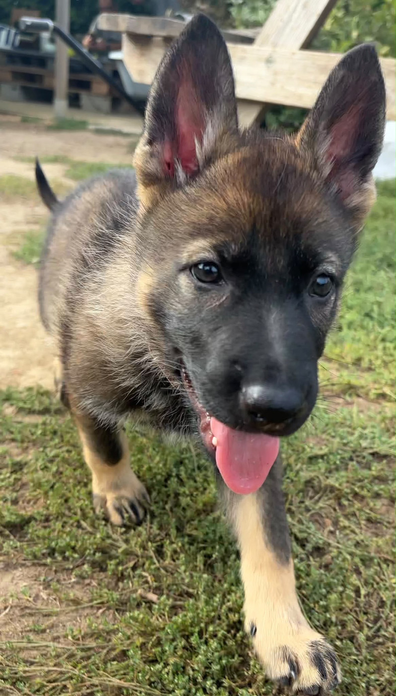 De La Vallée De Galina - Chiots disponibles - Berger Allemand